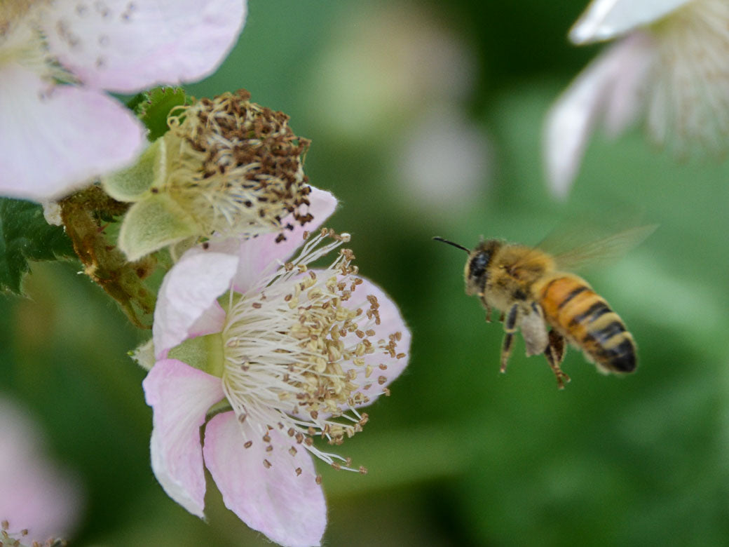 Blackberry Blossom Honey