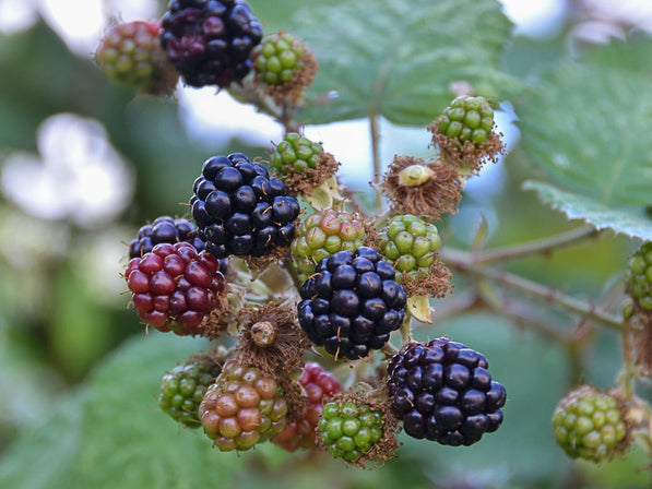 Blackberry Blossom Honey