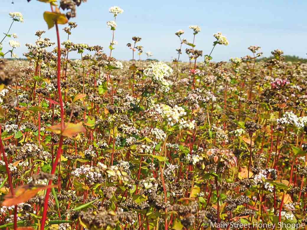 Buckwheat Honey