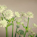 Clover Honey